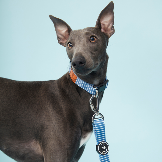 Oscar and Friends Teal Collar- Medium