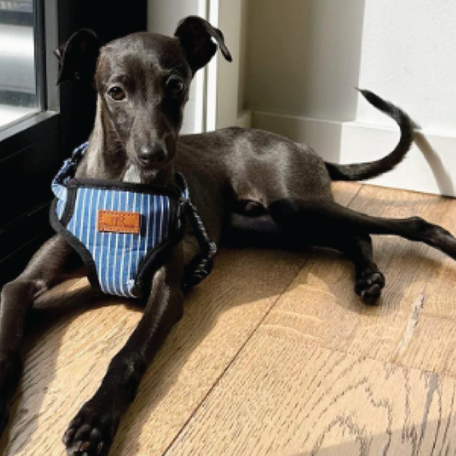 Oscar and Friends Teal Stripe Padded Harness Small size