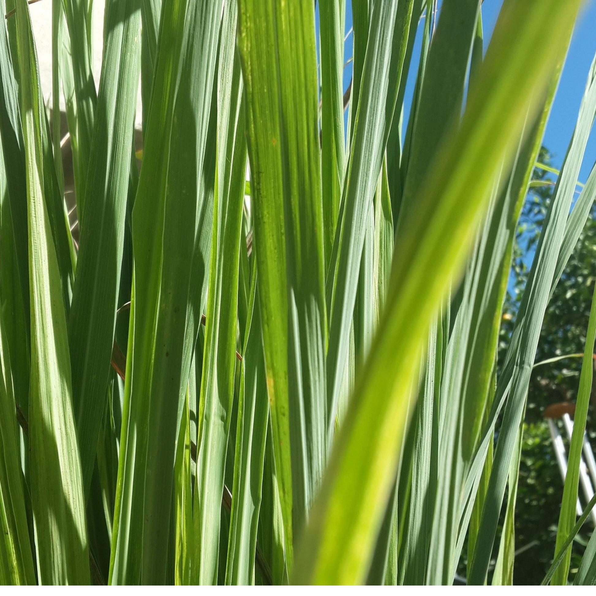 Lemongrass Reed Diffuser